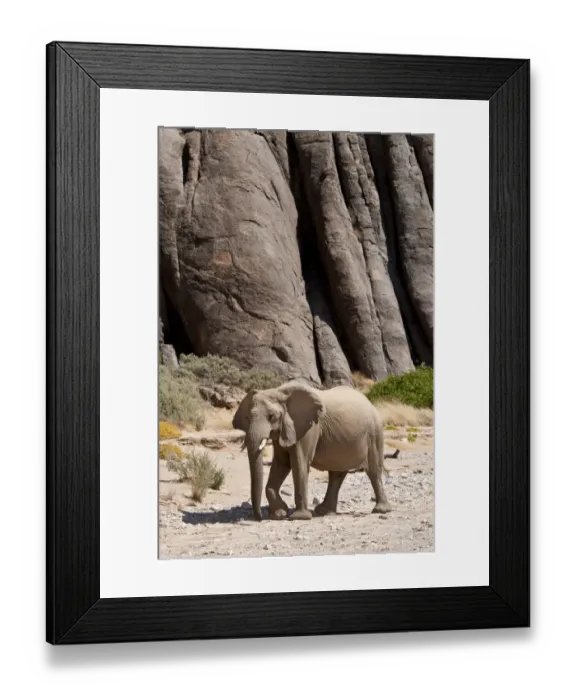 Framed Print : Desert african elephant (Loxodonta africana) in the Namib Desert, Damaraland, Namibia Framed Print : Desert african elephant (Loxodonta africana) in the Namib Desert, Damaraland, Namibia