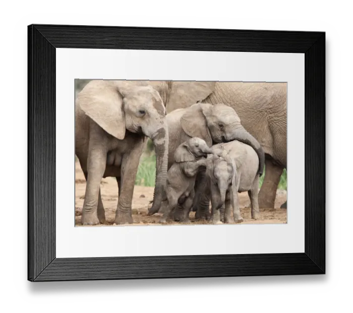 Framed Print : Baby African elephants (Loxodonta africana) of various ages playing together, Addo national park Framed Print : Baby African elephants (Loxodonta africana) of various ages playing together, Addo national park
