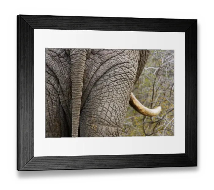 Framed Print : African elephant (Loxodonta africana) rear view Kruger National Park, Transvaal, South Africa