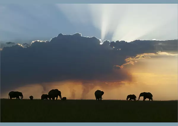 African elephant (Loxodonta africana) herd at sunset, Masai-Mara Game Reserve, Kenya. January