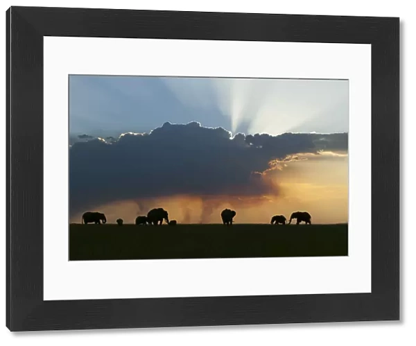 African elephant (Loxodonta africana) herd at sunset, Masai-Mara Game Reserve, Kenya. January