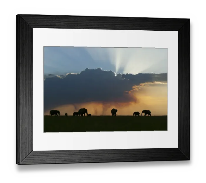 Framed Print : African elephant (Loxodonta africana) herd at sunset, Masai-Mara Game Reserve, Kenya. January Framed Print : African elephant (Loxodonta africana) herd at sunset, Masai-Mara Game Reserve, Kenya. January