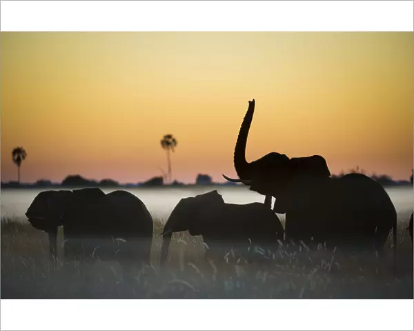 Group of African elephants (Loxodonta africana) silhouetted at sunrise, Okavango Delta, Botswana