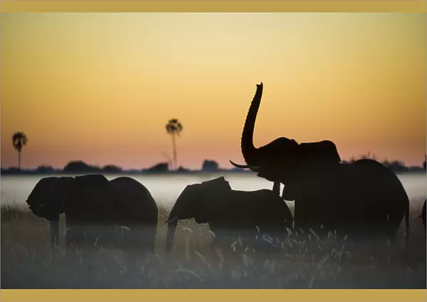 Group of African elephants (Loxodonta africana) silhouetted at sunrise, Okavango Delta, Botswana