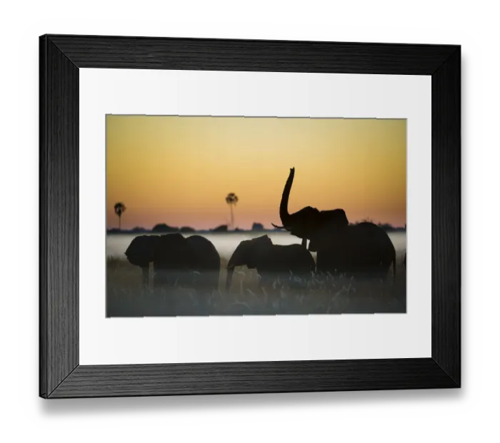 Framed Print : Group of African elephants (Loxodonta africana) silhouetted at sunrise, Okavango Delta, Botswana Framed Print : Group of African elephants (Loxodonta africana) silhouetted at sunrise, Okavango Delta, Botswana