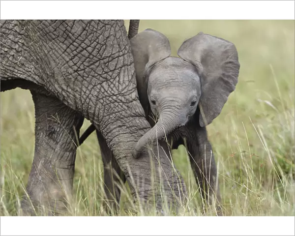 African Elephant (Loxodonta africana) baby playing with its mother. Masai-Mara Game Reserve, Kenya