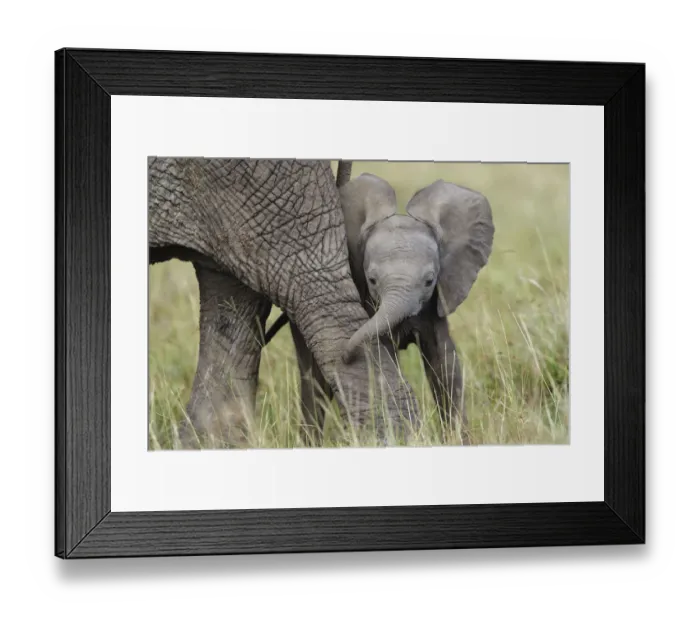 Framed Print : African Elephant (Loxodonta africana) baby playing with its mother. Masai-Mara Game Reserve, Kenya Framed Print : African Elephant (Loxodonta africana) baby playing with its mother. Masai-Mara Game Reserve, Kenya