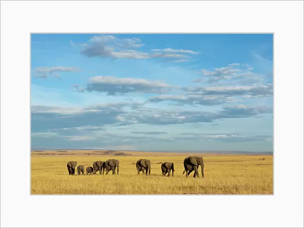 African elephant (Loxodonta africana) herd walking in the plains during the dry season