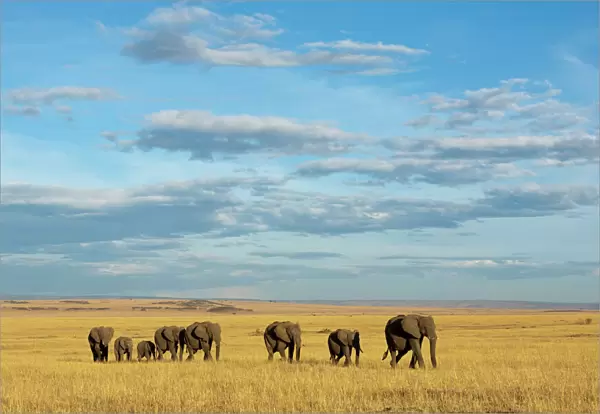 African elephant (Loxodonta africana) herd walking in the plains during the dry season
