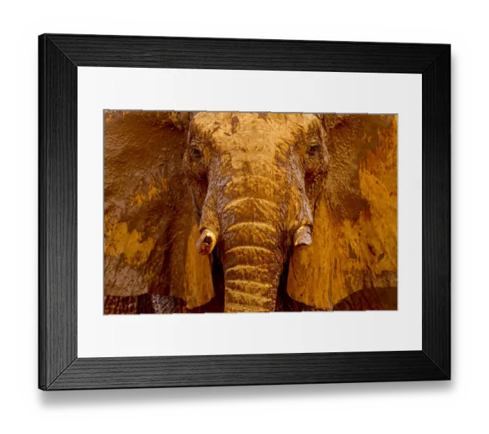 Framed Print : African elephant (Loxodonta africana) male covered with mud at a water hole, Tsavo Framed Print : African elephant (Loxodonta africana) male covered with mud at a water hole, Tsavo