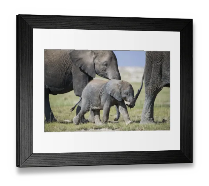 Framed Print : African elephant (Loxodonta africana) baby trying to grab the tail of adult, Amboseli National Park Framed Print : African elephant (Loxodonta africana) baby trying to grab the tail of adult, Amboseli National Park