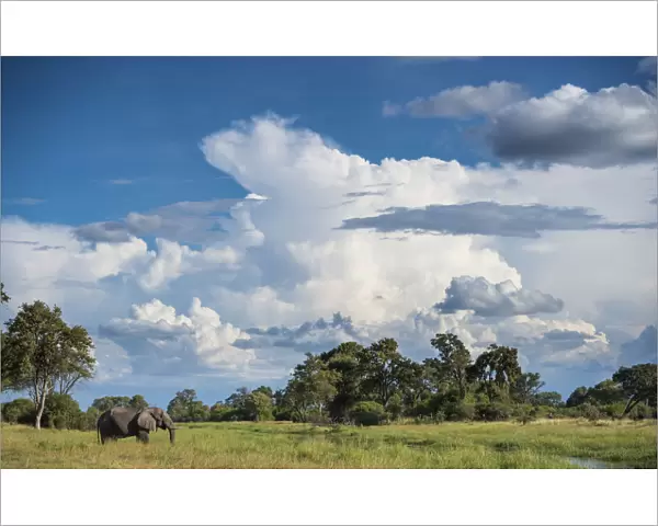 African elephant (Loxodonta africana) drinking from water, Okavango Delta, Botswana