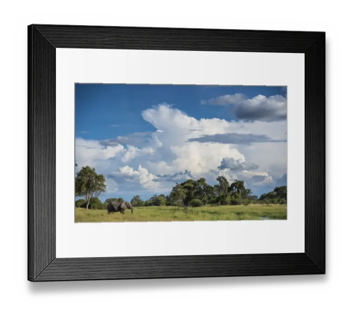 Framed Print : African elephant (Loxodonta africana) drinking from water, Okavango Delta, Botswana