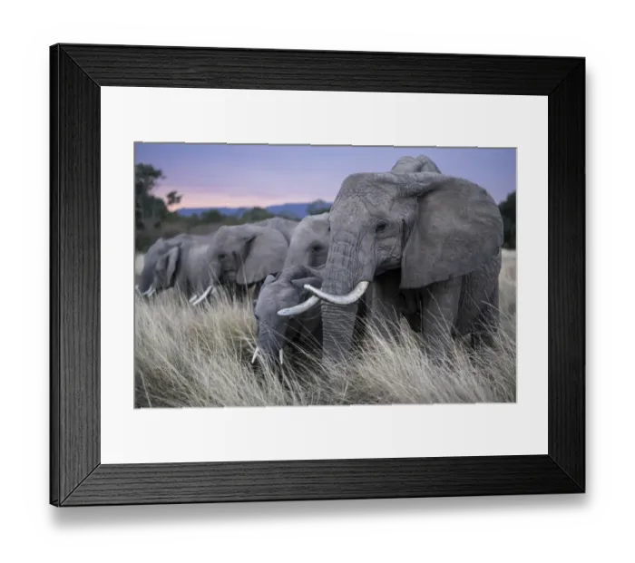 Framed Print : African elephant (Loxodonta africana) herd eating, Masai-Mara Game Reserve, Kenya Framed Print : African elephant (Loxodonta africana) herd eating, Masai-Mara Game Reserve, Kenya