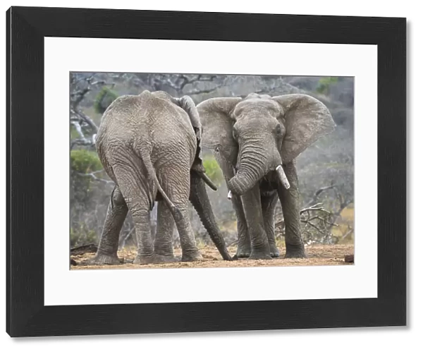 African elephant (Loxodonta africana) two bulls, Chyulu Hills, Kenya