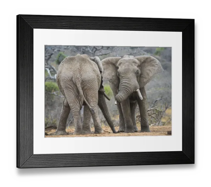 Framed Print : African elephant (Loxodonta africana) two bulls, Chyulu Hills, Kenya Framed Print : African elephant (Loxodonta africana) two bulls, Chyulu Hills, Kenya
