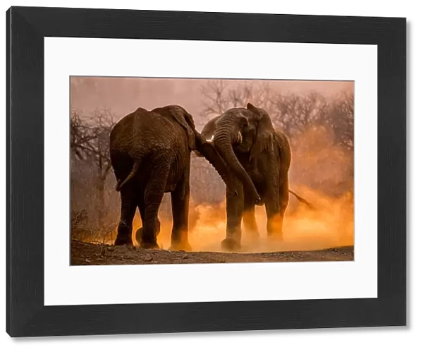 African elephants (Loxodonta africana) fighting with dust kicked up around them, Mkuze