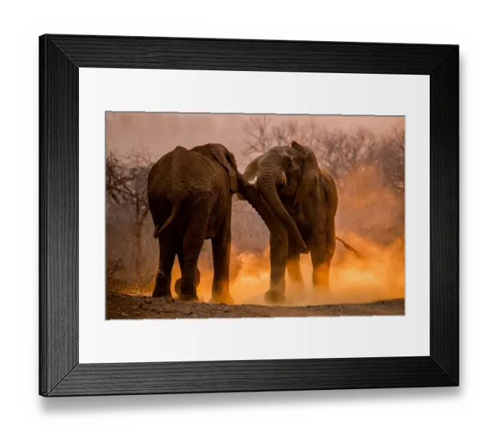 Framed Print : African elephants (Loxodonta africana) fighting with dust kicked up around them, Mkuze Framed Print : African elephants (Loxodonta africana) fighting with dust kicked up around them, Mkuze