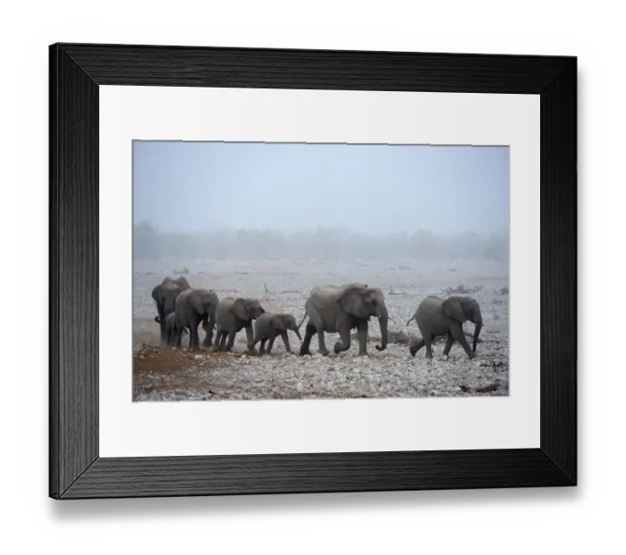 Framed Print : African elephant (Loxodonta africana) herd with calves, walking in procession to Framed Print : African elephant (Loxodonta africana) herd with calves, walking in procession to