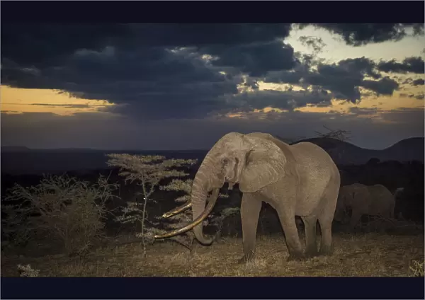 African elephant (Loxodonta africana) bull One Ton with massive tusks at dusk