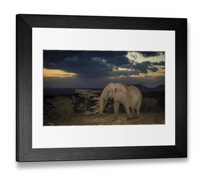 Framed Print : African elephant (Loxodonta africana) bull One Ton with massive tusks at dusk Framed Print : African elephant (Loxodonta africana) bull One Ton with massive tusks at dusk