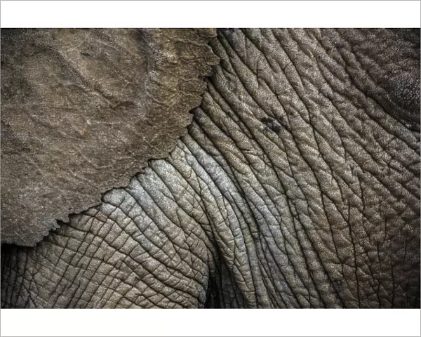 African elephant (Loxodonta africana) close up of skin and ear, Ol Donyo Kenya