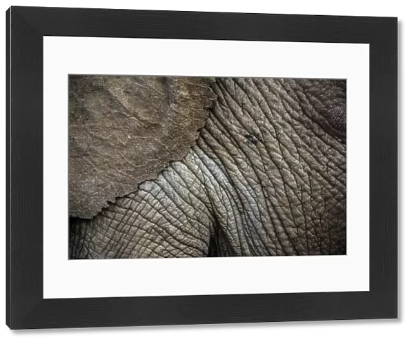 African elephant (Loxodonta africana) close up of skin and ear, Ol Donyo Kenya