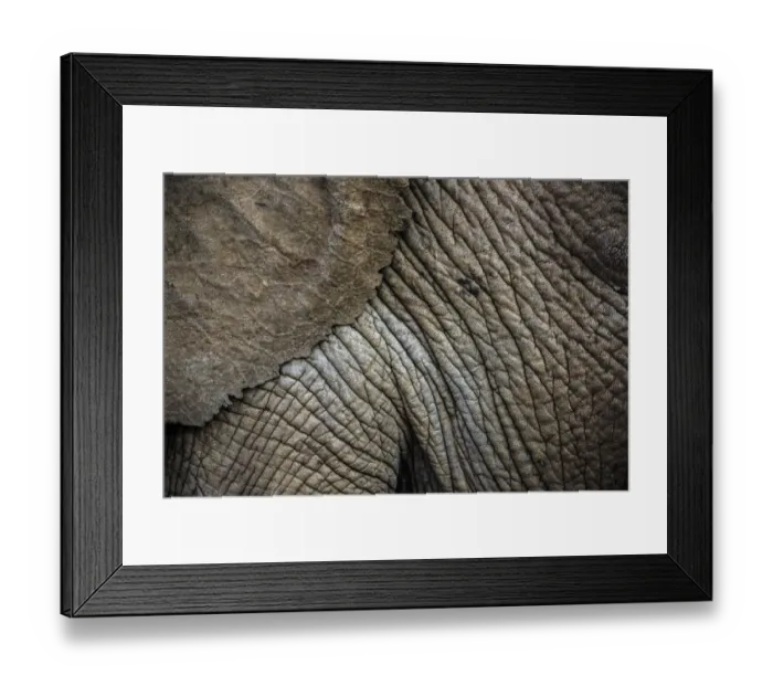 Framed Print : African elephant (Loxodonta africana) close up of skin and ear, Ol Donyo Kenya