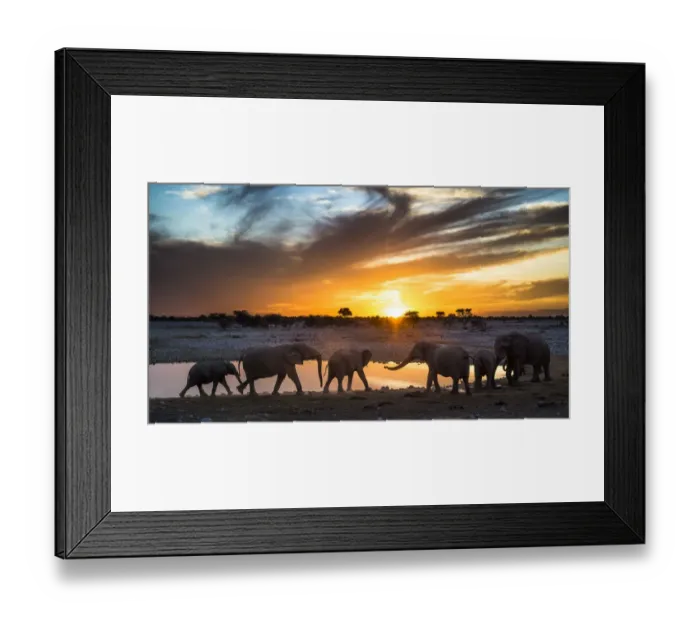 Framed Print : African elephants (Loxodonta africana) small herd at waterhole at sunset, Etosha National Park Framed Print : African elephants (Loxodonta africana) small herd at waterhole at sunset, Etosha National Park