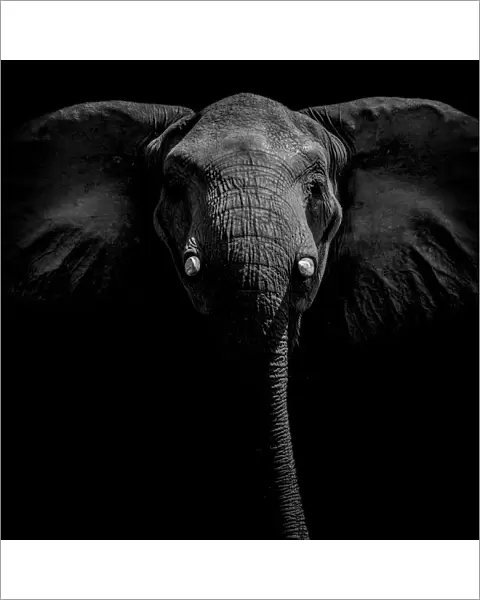 Portrait of an African elephant (Loxodonta africana) on Selinda Reserve, Botswana