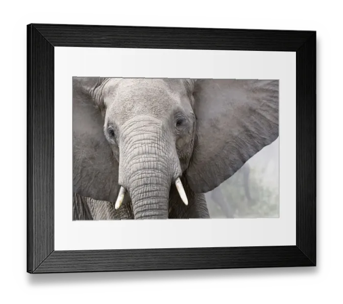 Framed Print : African elephant head portrait (Loxodonta africana) Queen Elizabeth National Park Framed Print : African elephant head portrait (Loxodonta africana) Queen Elizabeth National Park