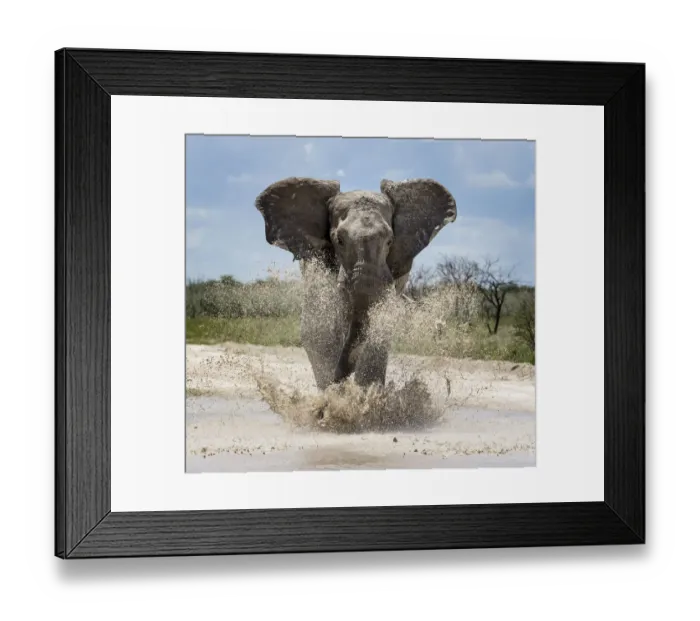 Framed Print : African elephant (Loxodonta africana) charging through water Etosha National Park, Namibia Framed Print : African elephant (Loxodonta africana) charging through water Etosha National Park, Namibia