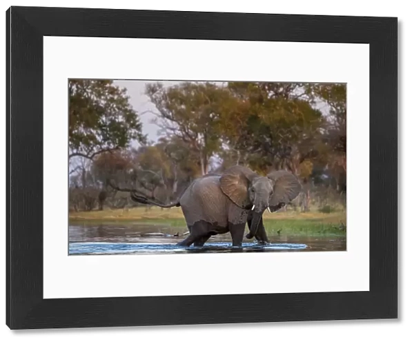 African elephant (Loxodonta africana) crosses the Selinda Spillway, northern Botswana