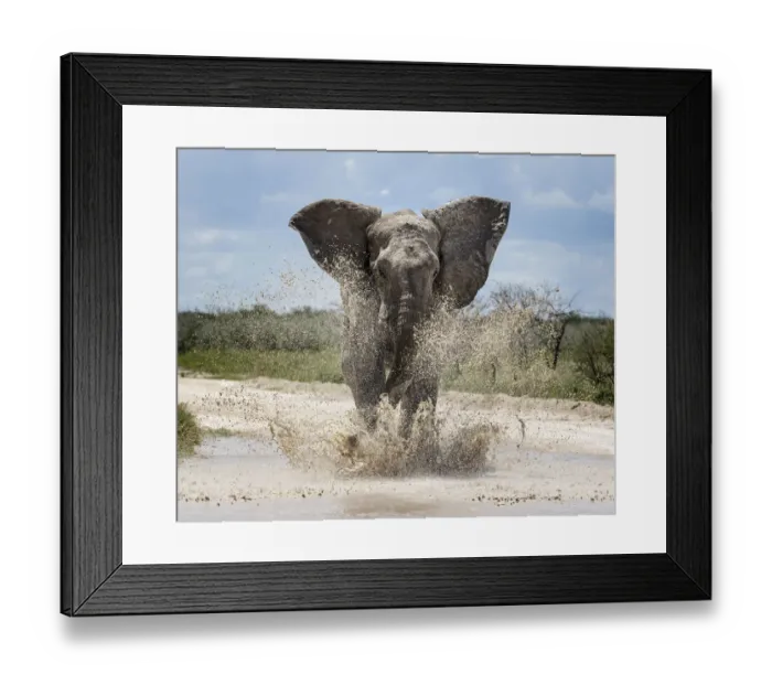 Framed Print : African elephant (Loxodonta africana) charging through water Etosha National Park Framed Print : African elephant (Loxodonta africana) charging through water Etosha National Park