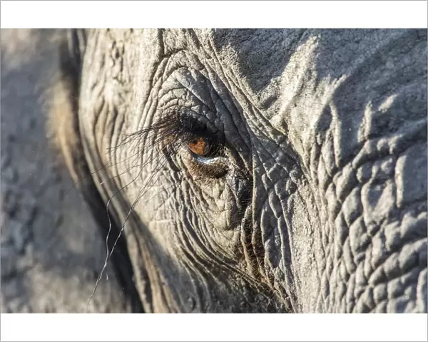 Close up of an African elephant (Loxodonta africana) eye showing long eyelashes