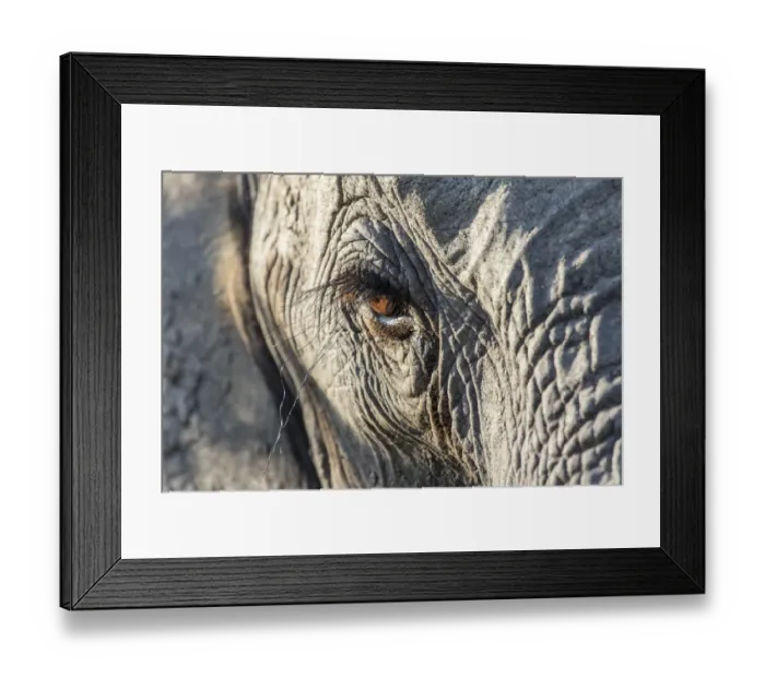 Framed Print : Close up of an African elephant (Loxodonta africana) eye showing long eyelashes Framed Print : Close up of an African elephant (Loxodonta africana) eye showing long eyelashes