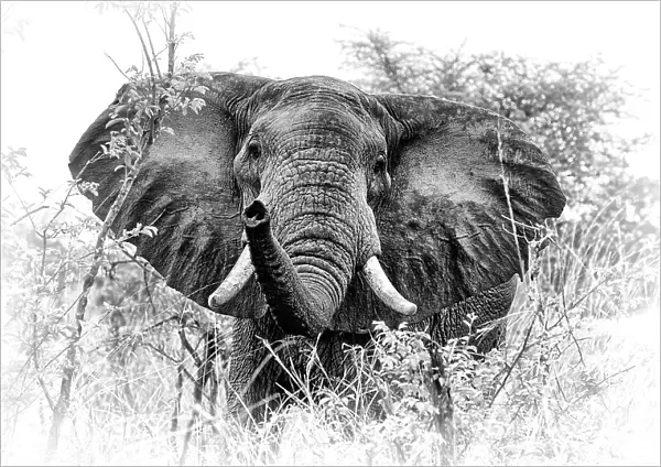 African elephant (Loxodonta africana) South Luangwa NP. Zambia. Digitally enhanced