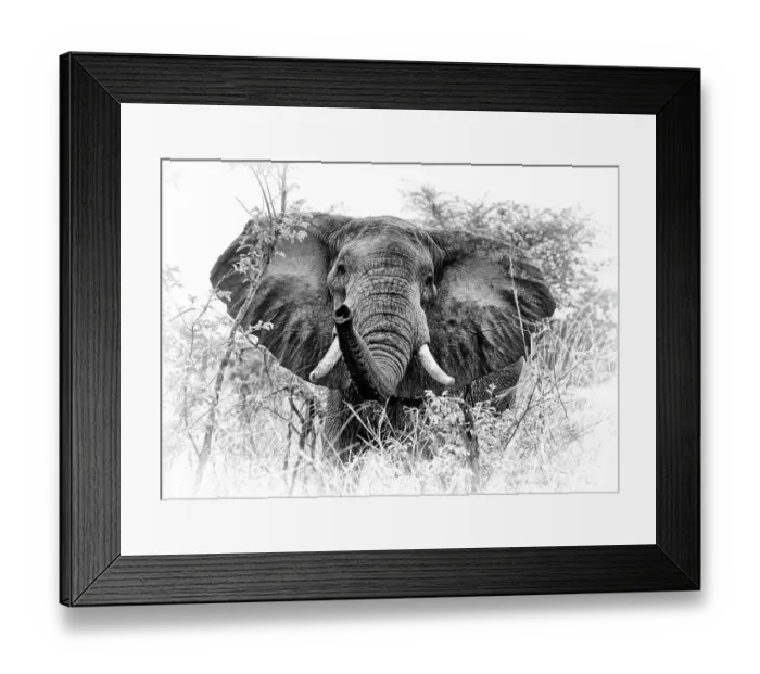 Framed Print : African elephant (Loxodonta africana) South Luangwa NP. Zambia. Digitally enhanced Framed Print : African elephant (Loxodonta africana) South Luangwa NP. Zambia. Digitally enhanced