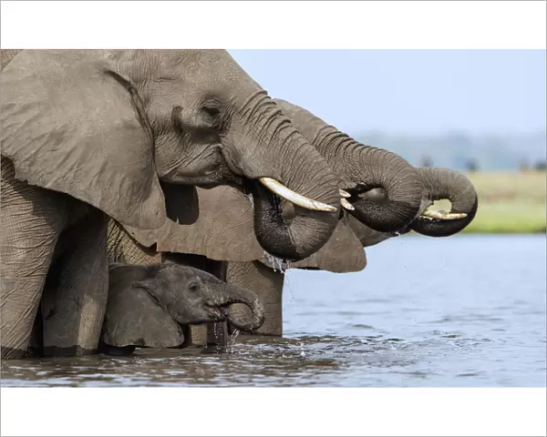 African elephant (Loxodonta africana) drinking, Etosha National Park, Namibia, March