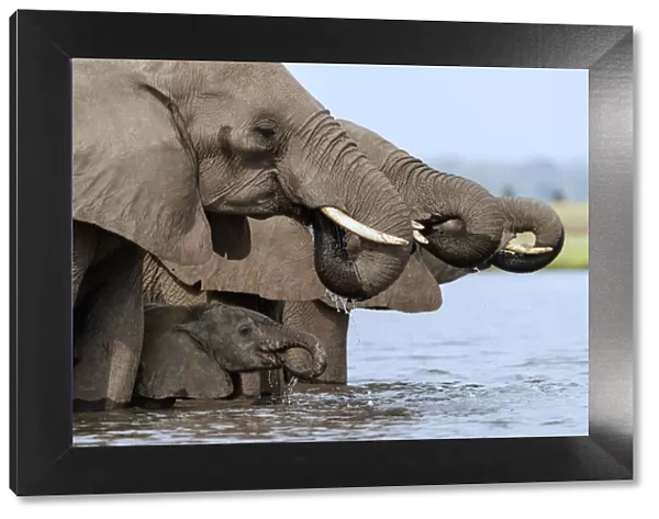 African elephant (Loxodonta africana) drinking, Etosha National Park, Namibia, March