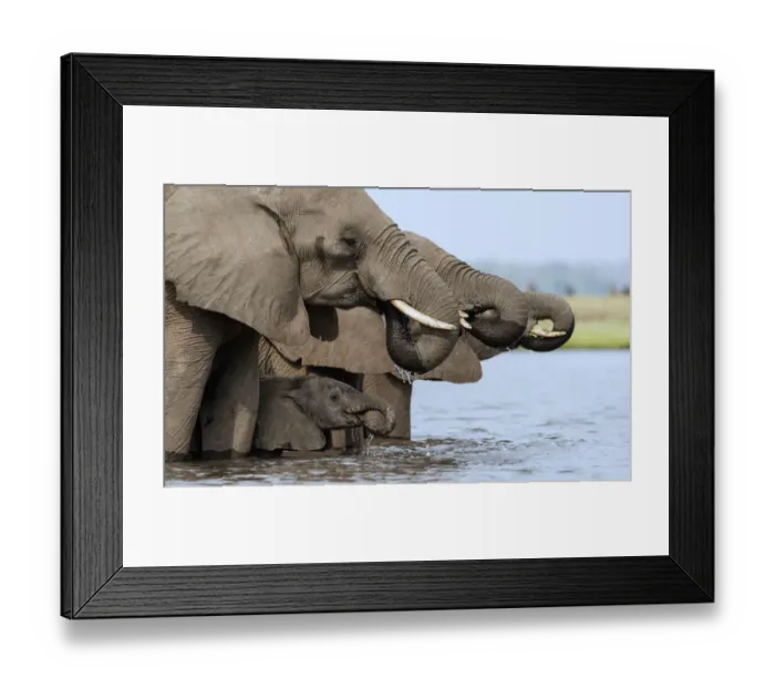 Framed Print : African elephant (Loxodonta africana) drinking, Etosha National Park, Namibia, March Framed Print : African elephant (Loxodonta africana) drinking, Etosha National Park, Namibia, March