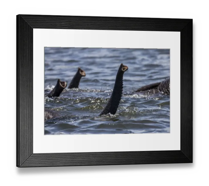 Framed Print : African elephants (Loxodonta africana) swimming across Chobe River, trunks raised