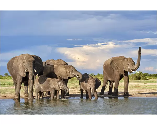 African elephant (Loxodonta africana) herd drinking at a waterhole, Hwange National Park