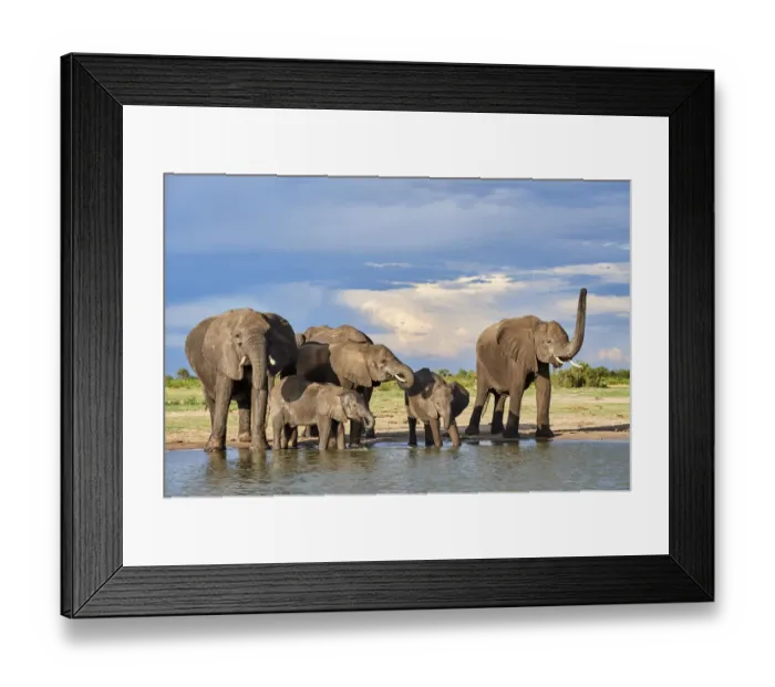 Framed Print : African elephant (Loxodonta africana) herd drinking at a waterhole, Hwange National Park