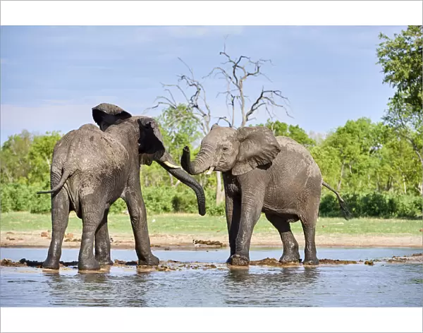African elephants (Loxodonta africana) two immature individuals play fighting at a waterhole