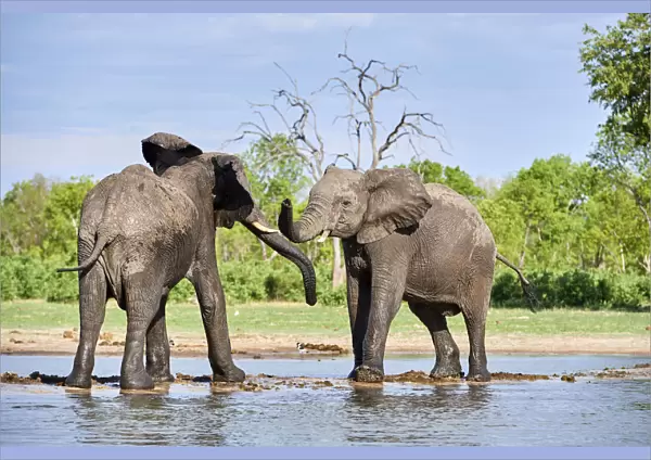 African elephants (Loxodonta africana) two immature individuals play fighting at a waterhole