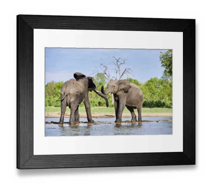 Framed Print : African elephants (Loxodonta africana) two immature individuals play fighting at a waterhole Framed Print : African elephants (Loxodonta africana) two immature individuals play fighting at a waterhole