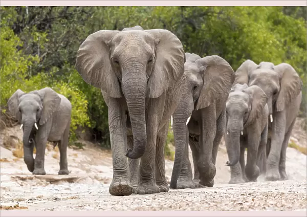 Desert dwelling African elephants (Loxodonta africana) matriarch leading her family