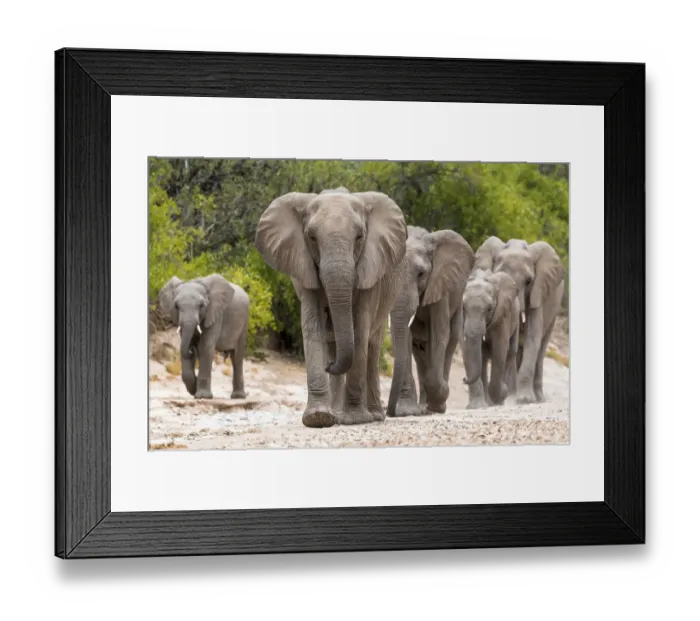Framed Print : Desert dwelling African elephants (Loxodonta africana) matriarch leading her family Framed Print : Desert dwelling African elephants (Loxodonta africana) matriarch leading her family