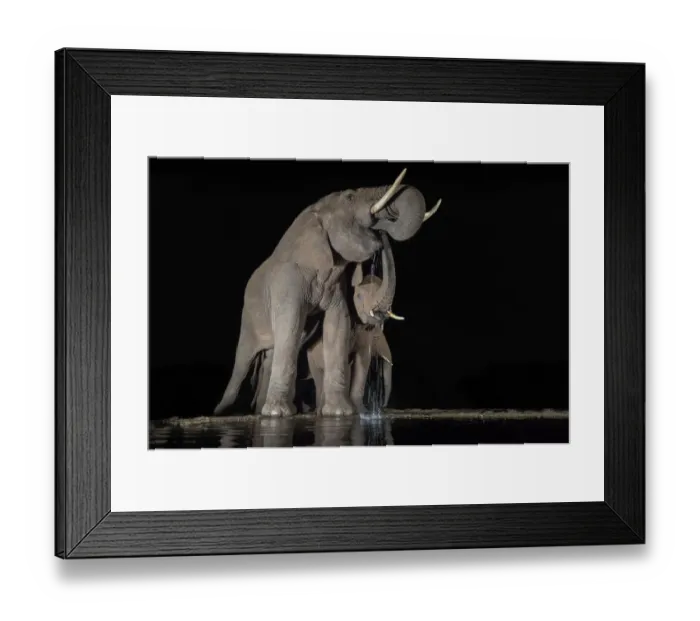 Framed Print : Elephants (Loxodonta africana) at waterhole drinking at night, Zimanga Private Game Reserve Framed Print : Elephants (Loxodonta africana) at waterhole drinking at night, Zimanga Private Game Reserve